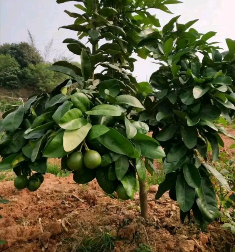 蜜柚苗【速生生长结果快】包品种包质量成活率高