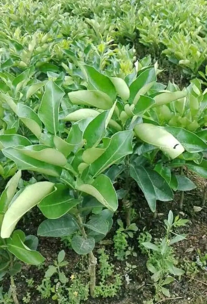 蜜柚苗【速生生长结果快】包品种包质量成活率高