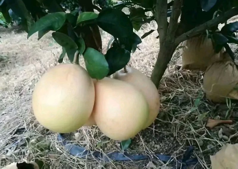 蜜柚苗【速生生长结果快】包品种包质量成活率高