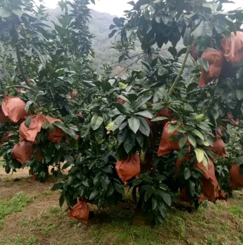 蜜柚苗【速生生长结果快】包品种包质量成活率高