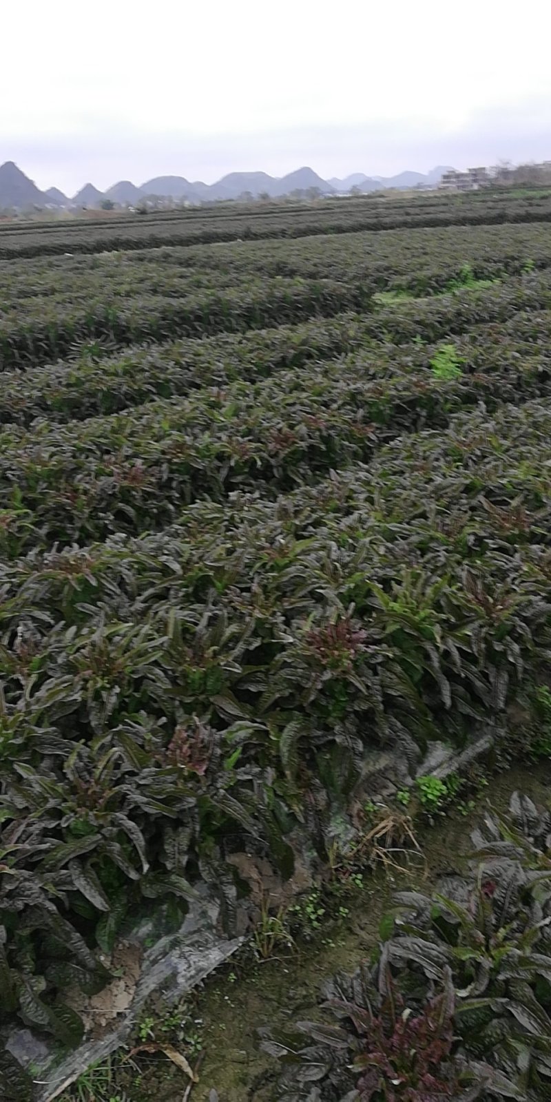 紫色红莴笋