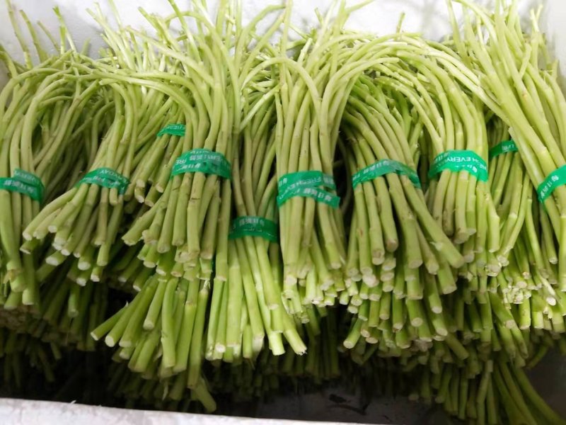 藜蒿新鲜去叶去老根大量批发