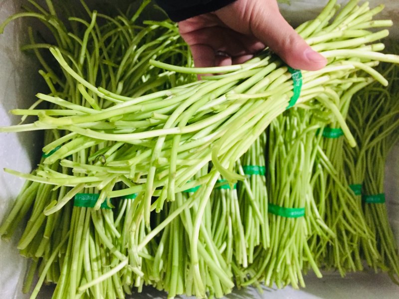 藜蒿新鲜去叶去老根大量批发