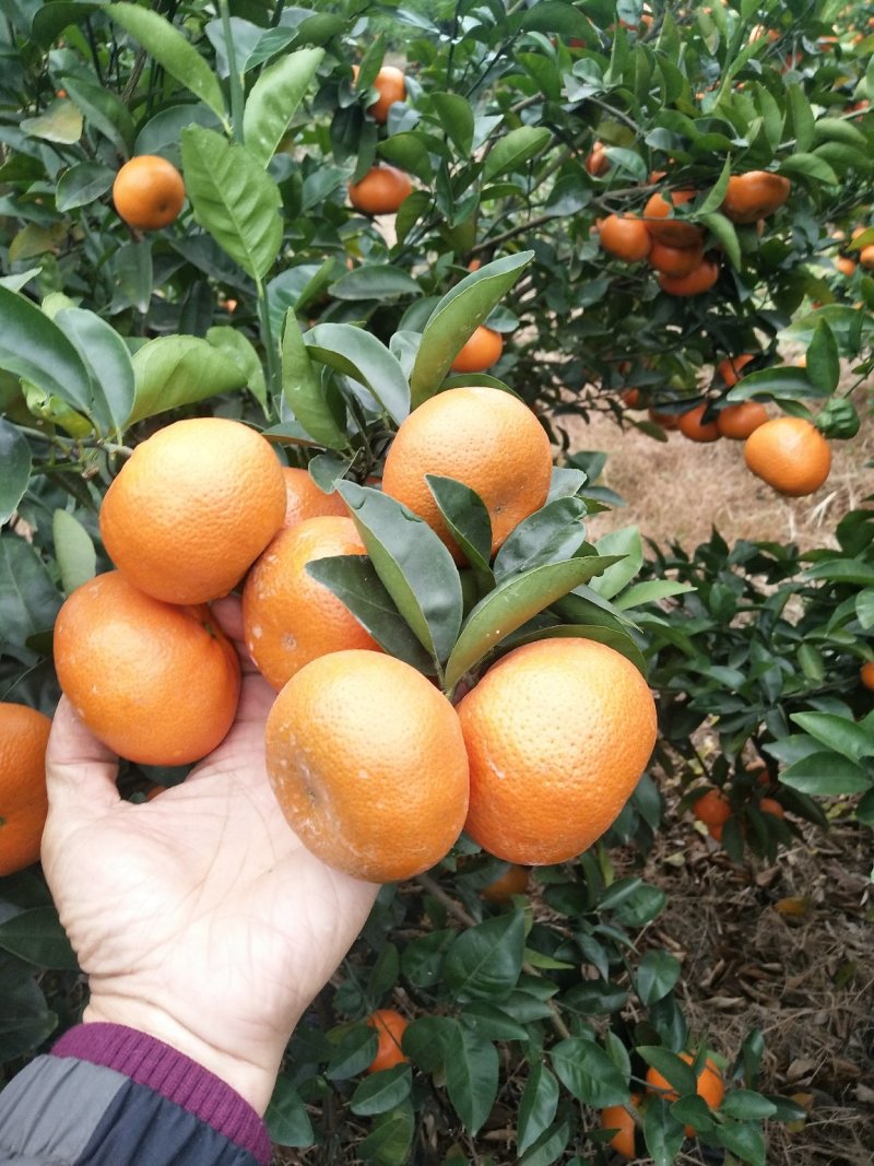 柑桔，蘑菇特果