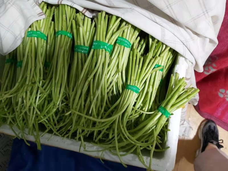藜蒿新鲜去叶带叶泥蒿芦蒿湖北芦蒿发全国采购可开发票