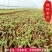 葛根小批量试种葛根苗节南北方地栽当年采收葛根种植苗