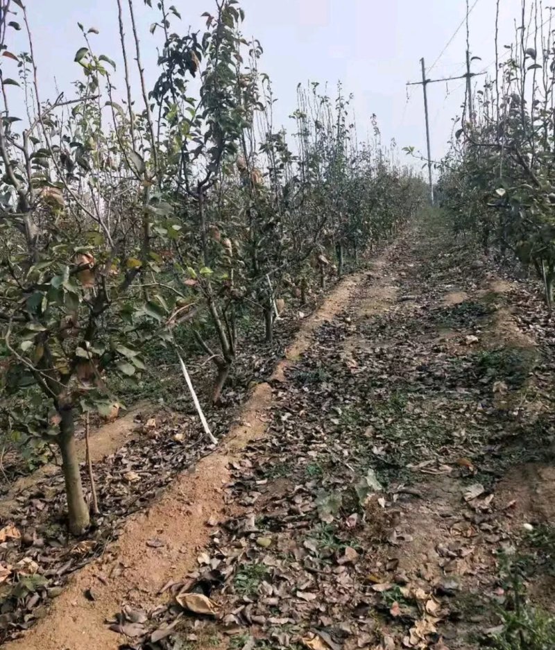 全新脱毒早酥红梨树苗包品种可到基地实地选苗