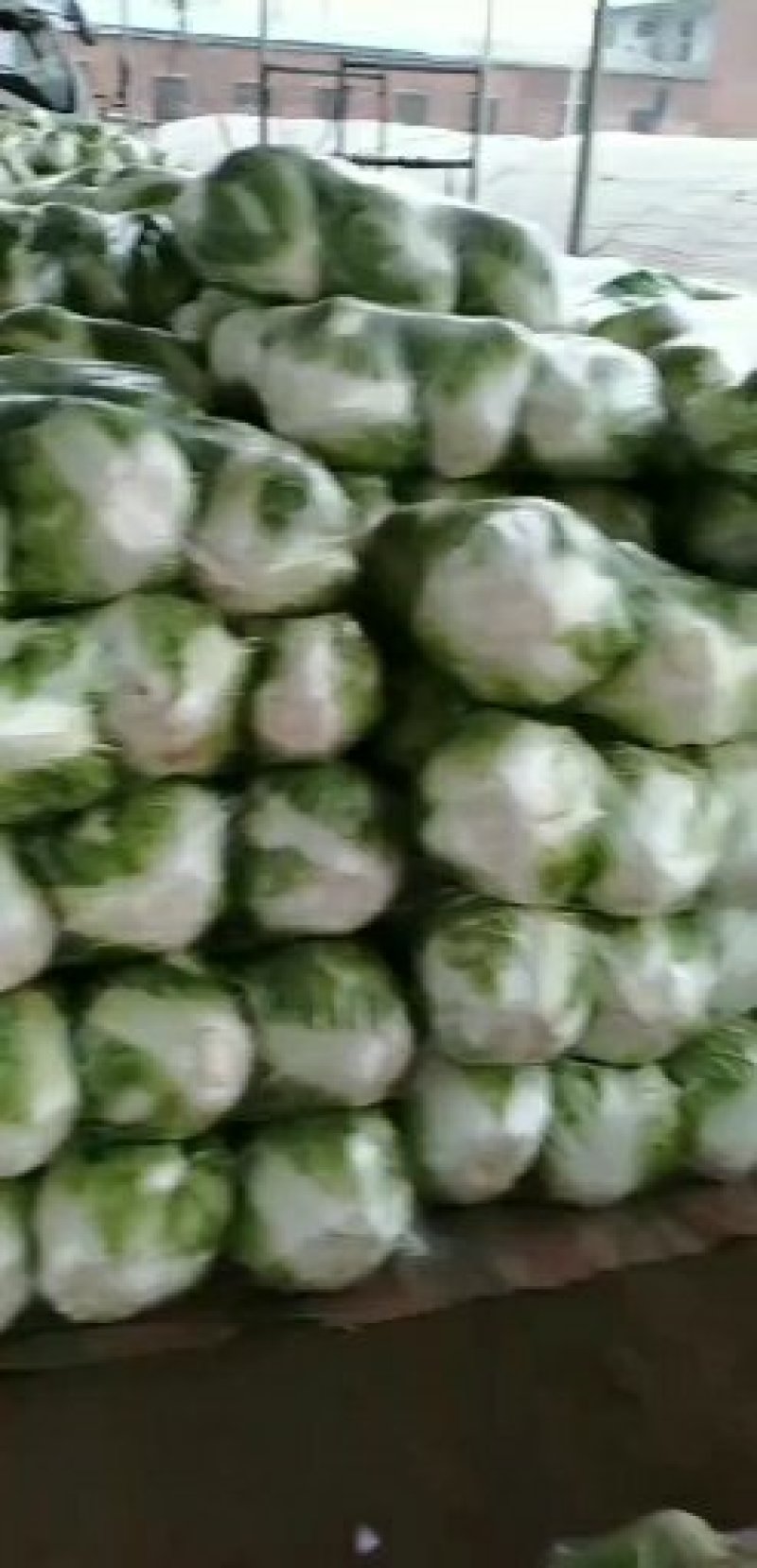 河南白菜，新科小包白菜，视频看货，线上保障交易。
