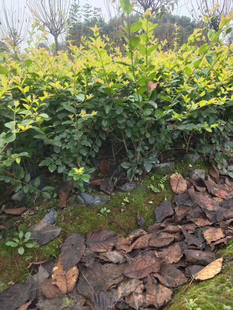 金禾女贞，柠檬女贞，女贞基地，金禾女贞价格，成都金禾女贞