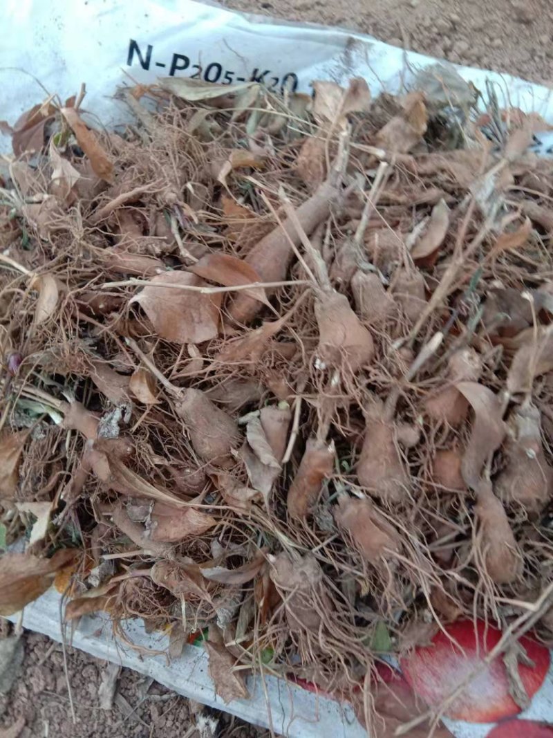 一年二年的鲜白术