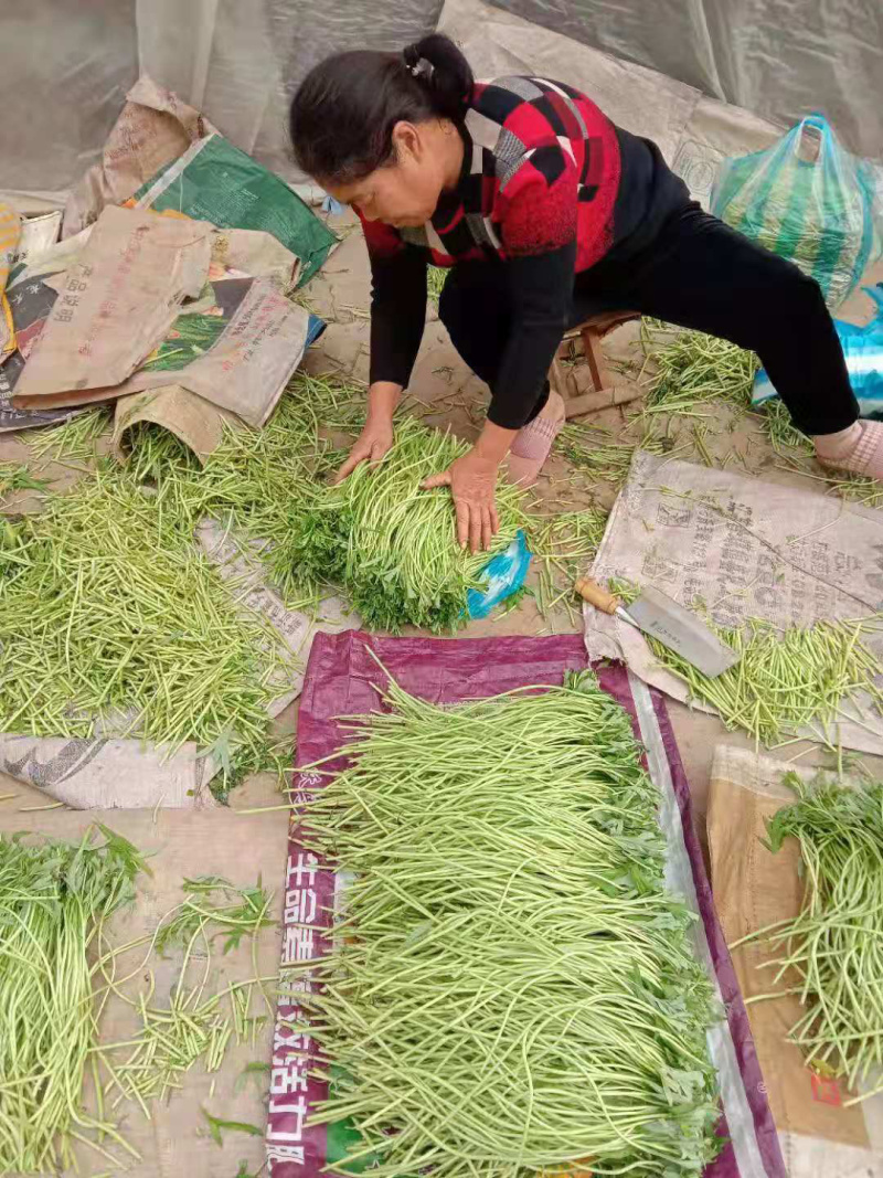 芦蒿（绿色无公害大量上市）
