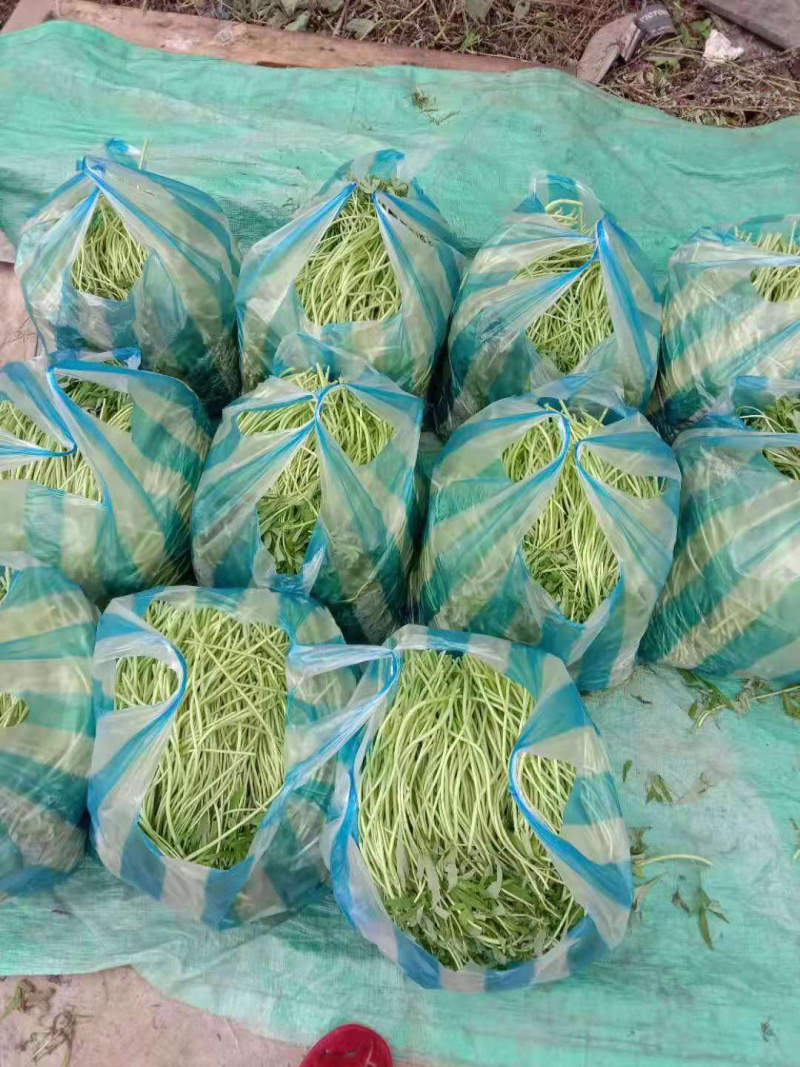 青芦蒿产地直供绿色无公害