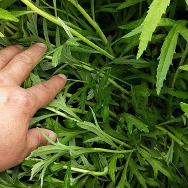 青芦蒿产地直供绿色无公害