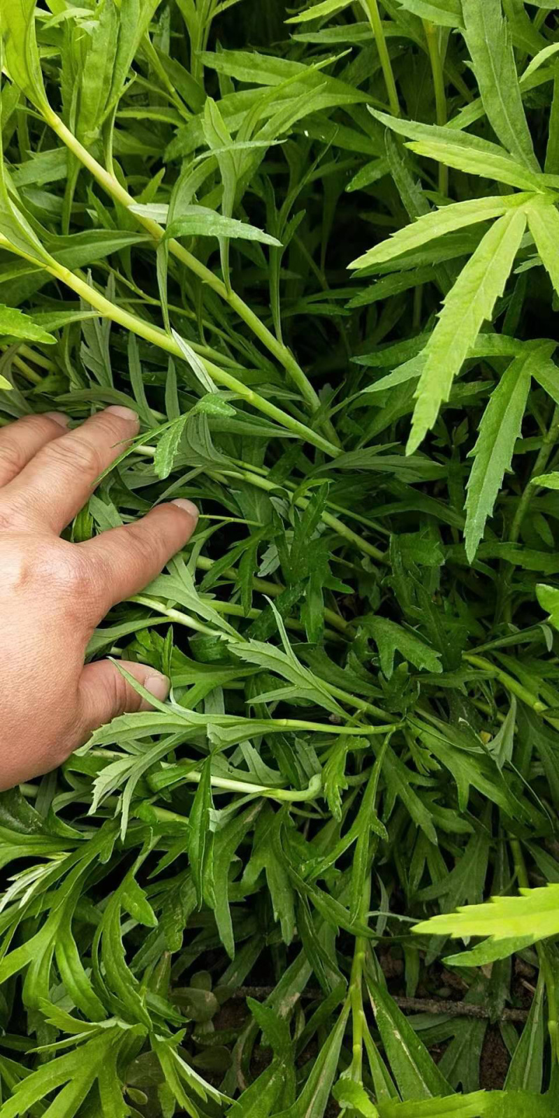 青芦蒿产地直供绿色无公害