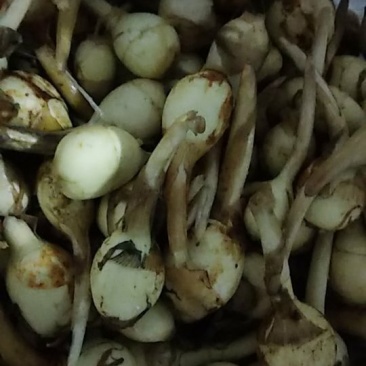 精品白肉中慈姑（中慈姑）