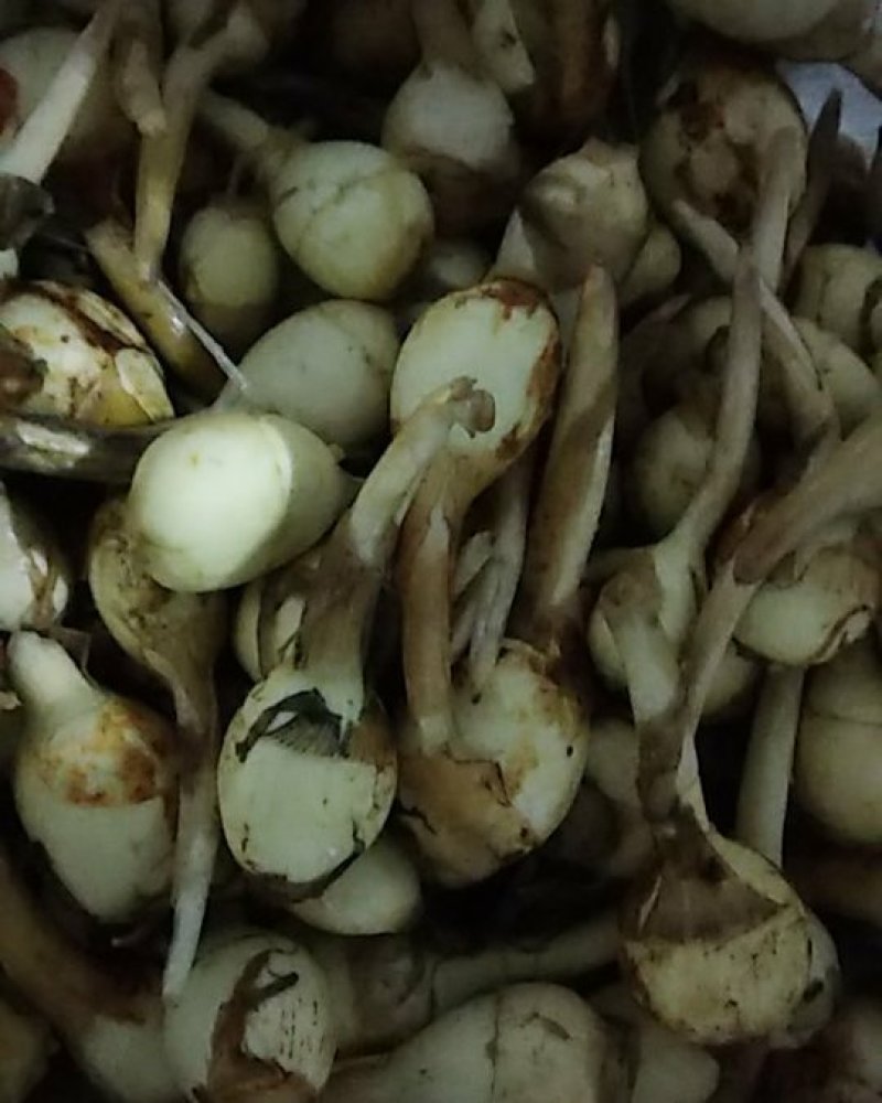 精品白肉中慈姑（中慈姑）