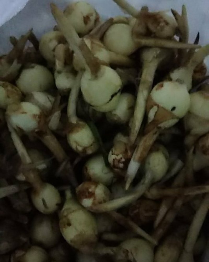 精品白肉中慈姑（中慈姑）