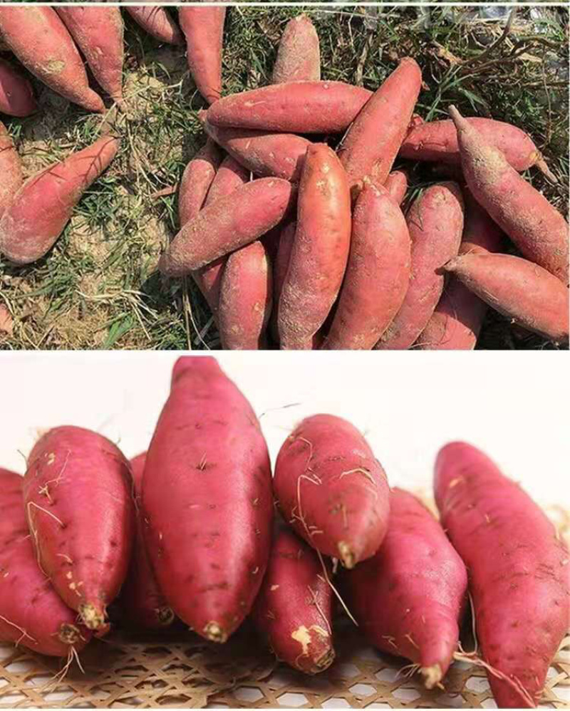 西瓜红蜜薯，六鳌蜜薯，甜软面，红皮红心，量大从优