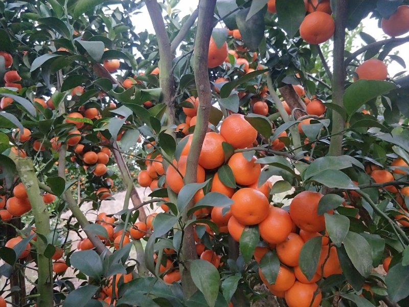 沙糖桔