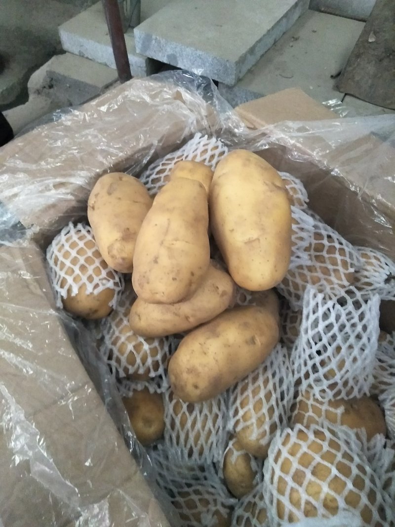 荷兰15土豆冷库荷兰土豆批发荷兰土豆质量好