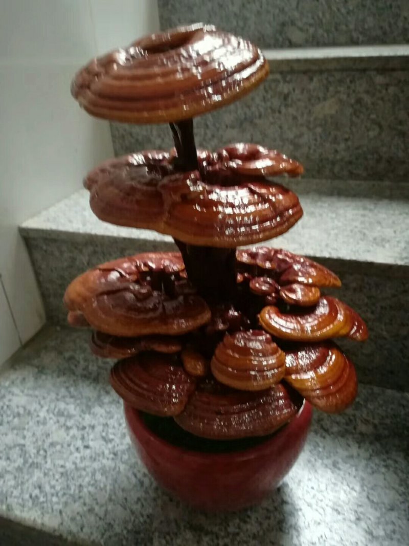 灵芝正品赤灵芝个红灵芝整山东无硫干品2斤起包邮到