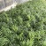 袖珍椰子,矮生椰子,秀丽竹节椰,成都袖珍椰子批发