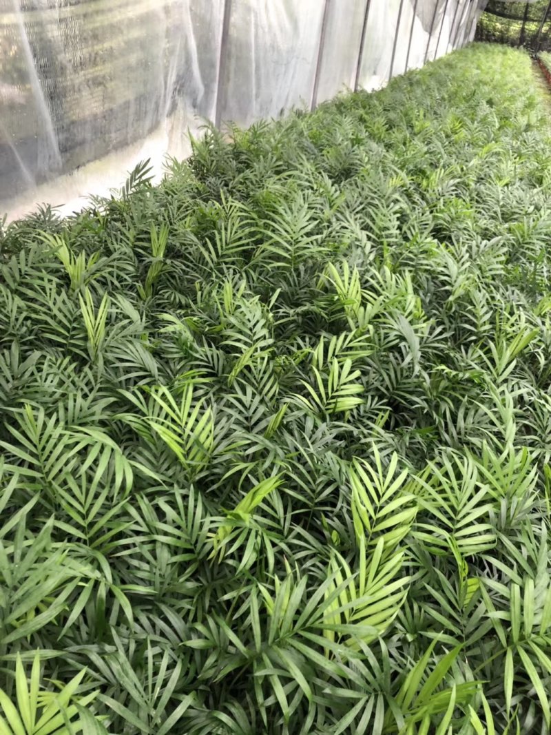 袖珍椰子，矮生椰子，秀丽竹节椰，成都袖珍椰子批发