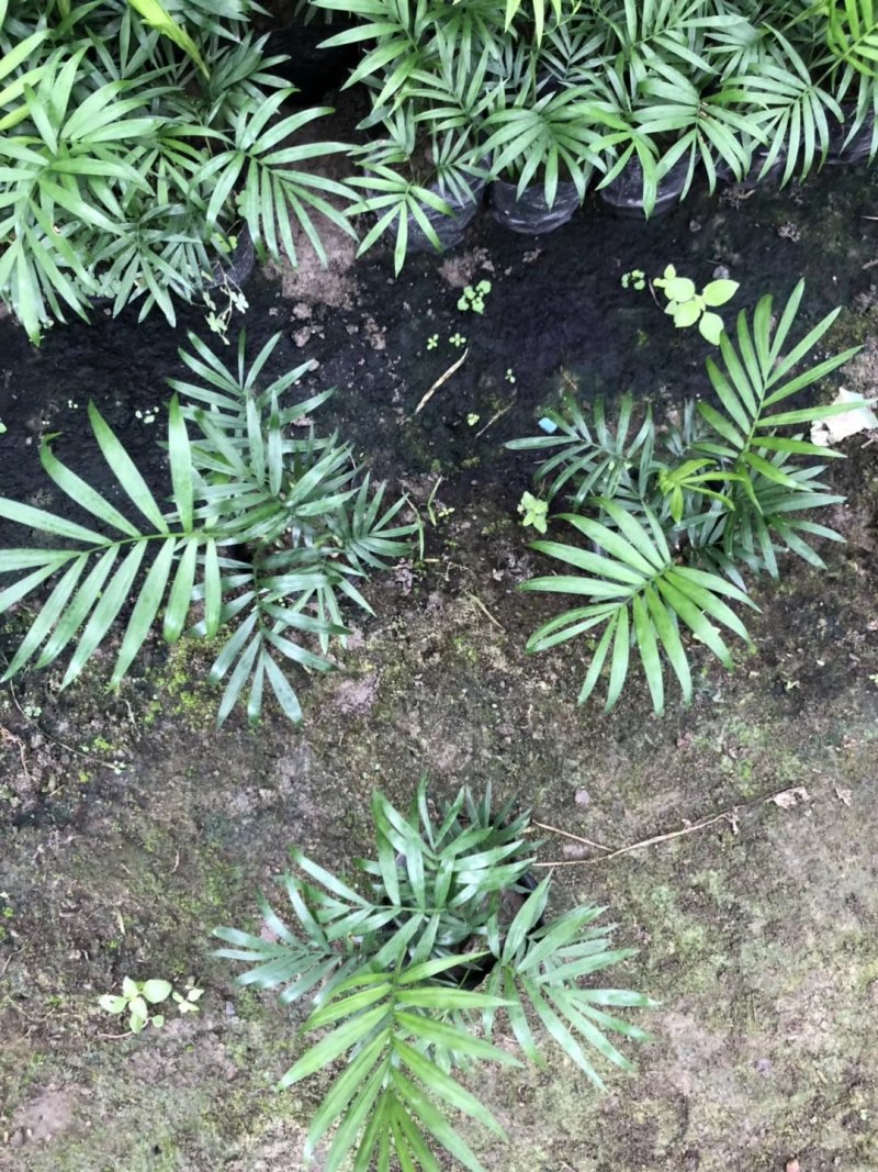 袖珍椰子，矮生椰子，秀丽竹节椰，成都袖珍椰子批发