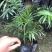 袖珍椰子,矮生椰子,秀丽竹节椰,成都袖珍椰子批发