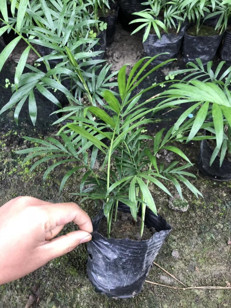 袖珍椰子，矮生椰子，秀丽竹节椰，成都袖珍椰子批发