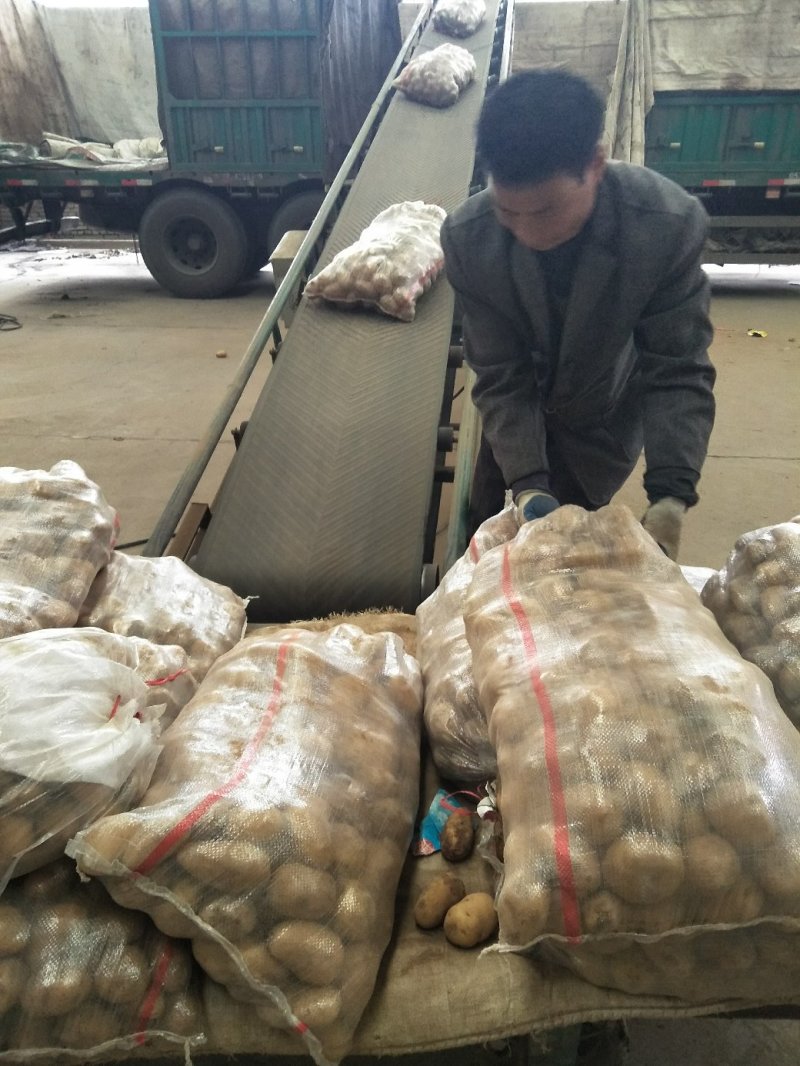 荷兰土豆产地批发荷兰十五土豆批发诚信为本视频看货等您来电