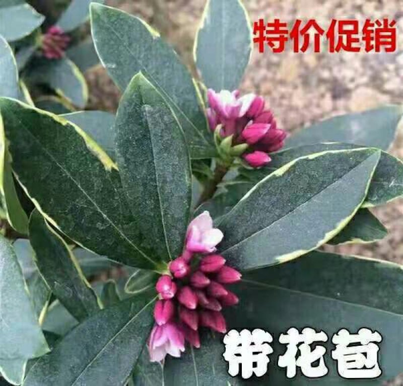 金边瑞香盆栽老桩浓香型花卉植物室内花客厅冬季耐寒好养开花