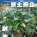 金边瑞香盆栽老桩浓香型花卉植物室内花客厅冬季耐寒好养开花