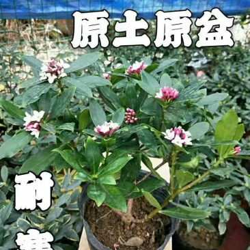 金边瑞香盆栽老桩浓香型花卉植物室内花客厅冬季耐寒好养开花