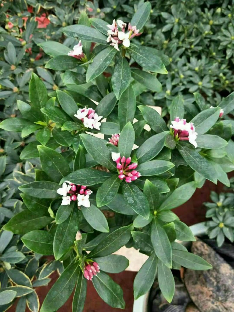 金边瑞香盆栽老桩浓香型花卉植物室内花客厅冬季耐寒好养开花