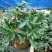 金边瑞香盆栽老桩浓香型花卉植物室内花客厅冬季耐寒好养开花