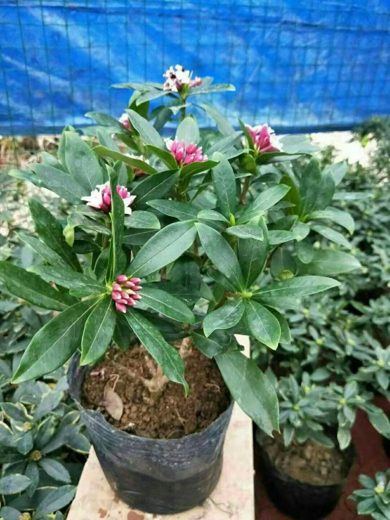 金边瑞香盆栽老桩浓香型花卉植物室内花客厅冬季耐寒好养开花