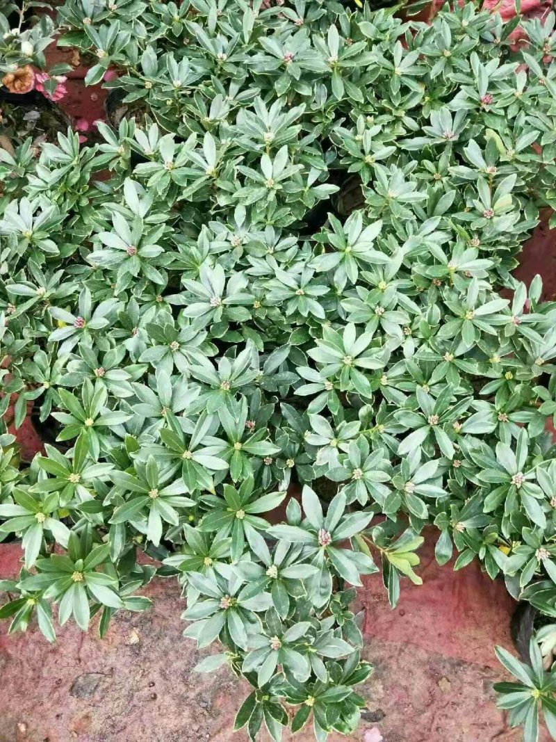 金边瑞香盆栽老桩浓香型花卉植物室内花客厅冬季耐寒好养开花