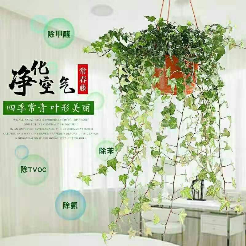 超长1.2米大盆常春藤带盆栽好