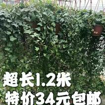 超长1.2米大盆常春藤带盆栽好