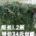超长1.2米大盆常春藤带盆栽好
