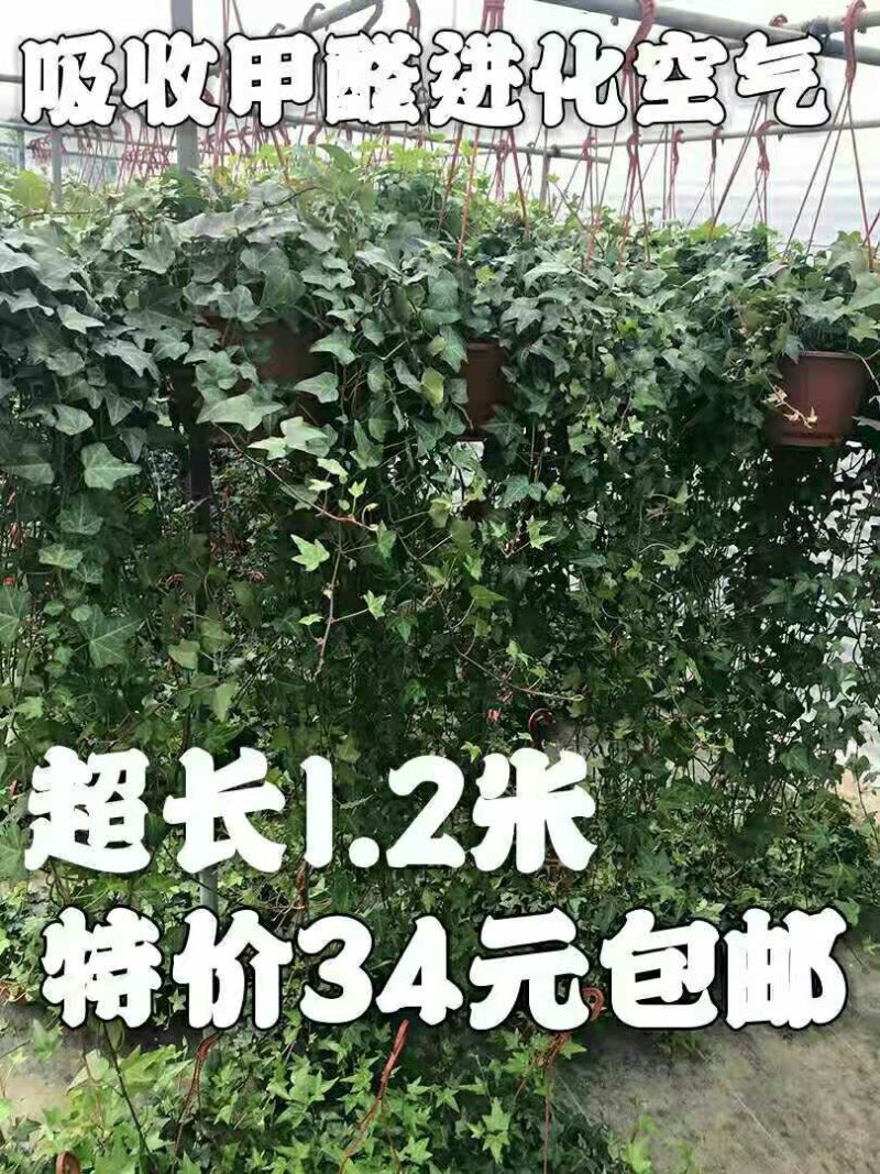 超长1.2米大盆常春藤带盆栽好