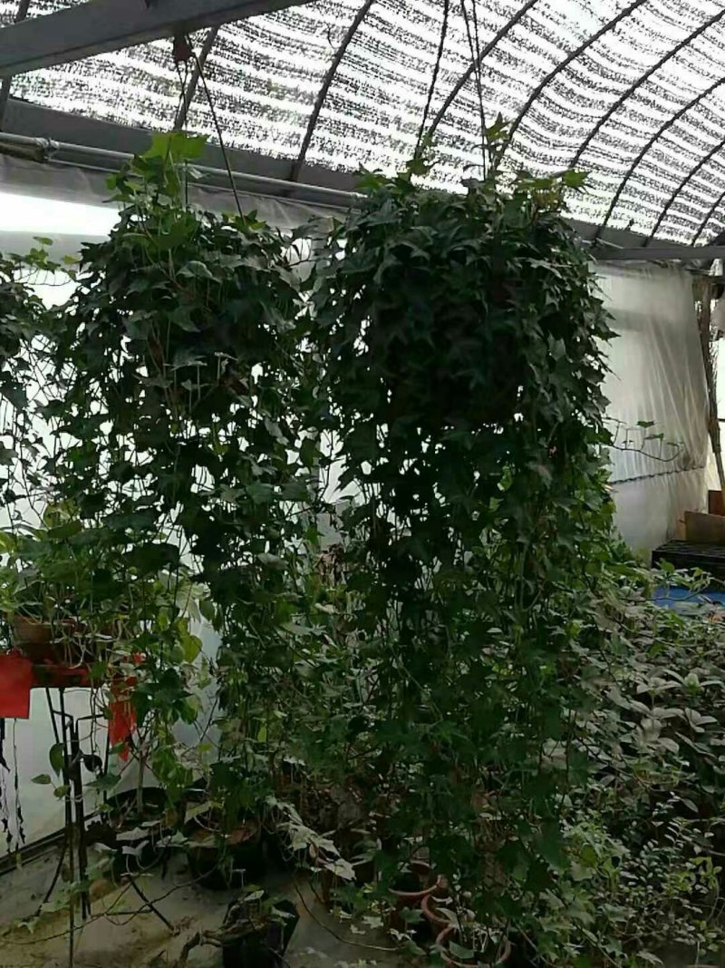 超长1.2米大盆常春藤带盆栽好