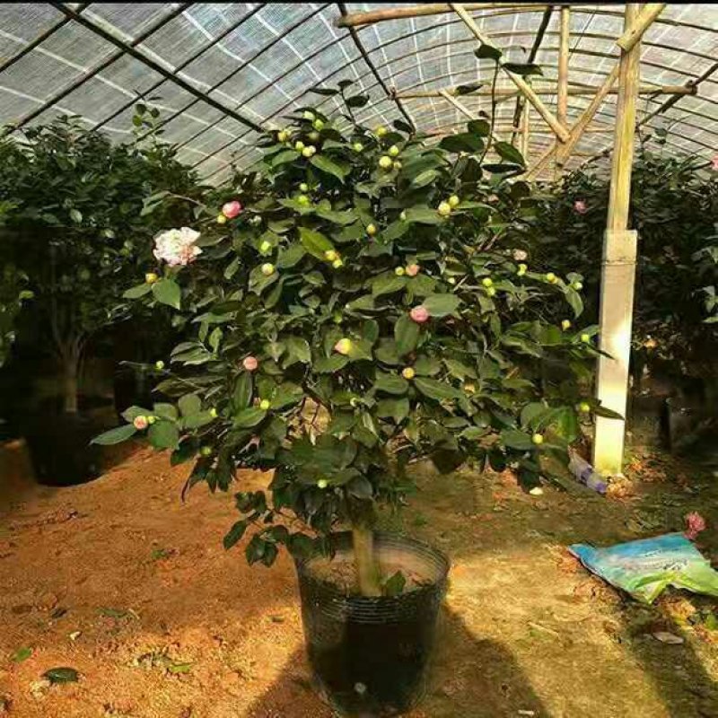 浓香型香妃烈香四季开花茶花室内花卉好养室外带花苞花苗盆栽