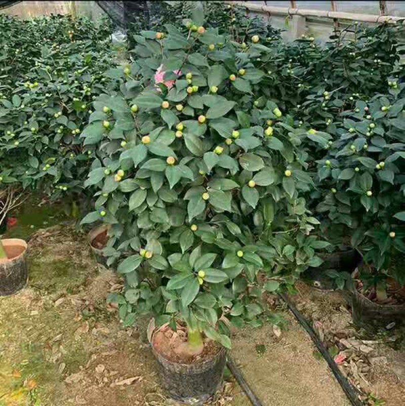 浓香型香妃烈香四季开花茶花室内花卉好养室外带花苞花苗盆栽