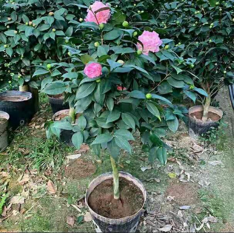 浓香型香妃烈香四季开花茶花室内花卉好养室外带花苞花苗盆栽