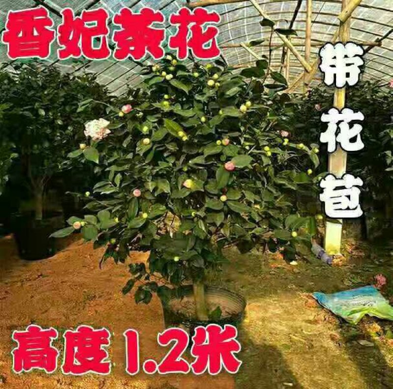 浓香型香妃烈香四季开花茶花室内花卉好养室外带花苞花苗盆栽