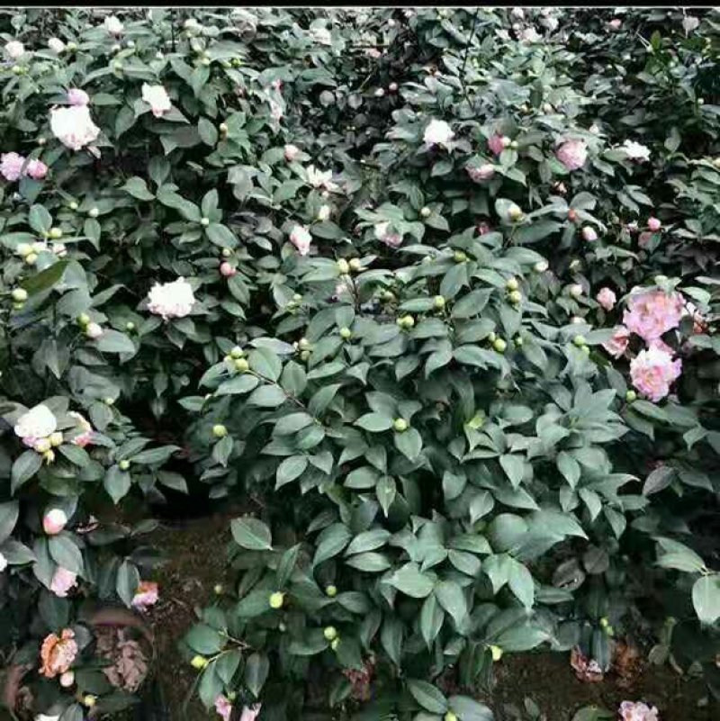 浓香型香妃烈香四季开花茶花室内花卉好养室外带花苞花苗盆栽