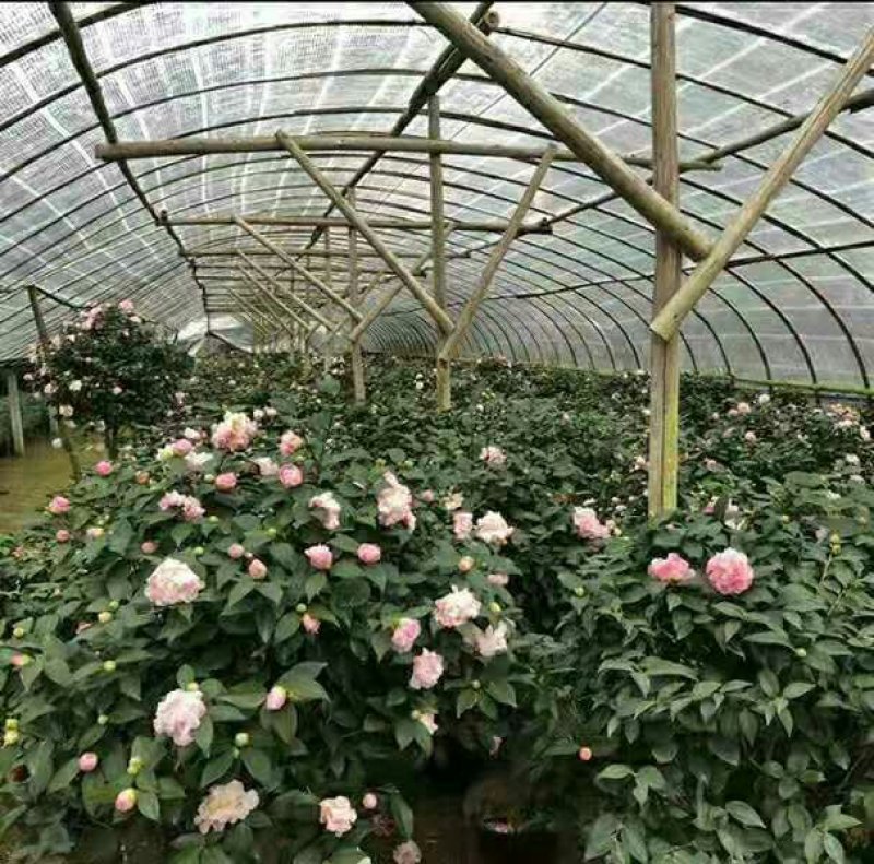 浓香型香妃烈香四季开花茶花室内花卉好养室外带花苞花苗盆栽