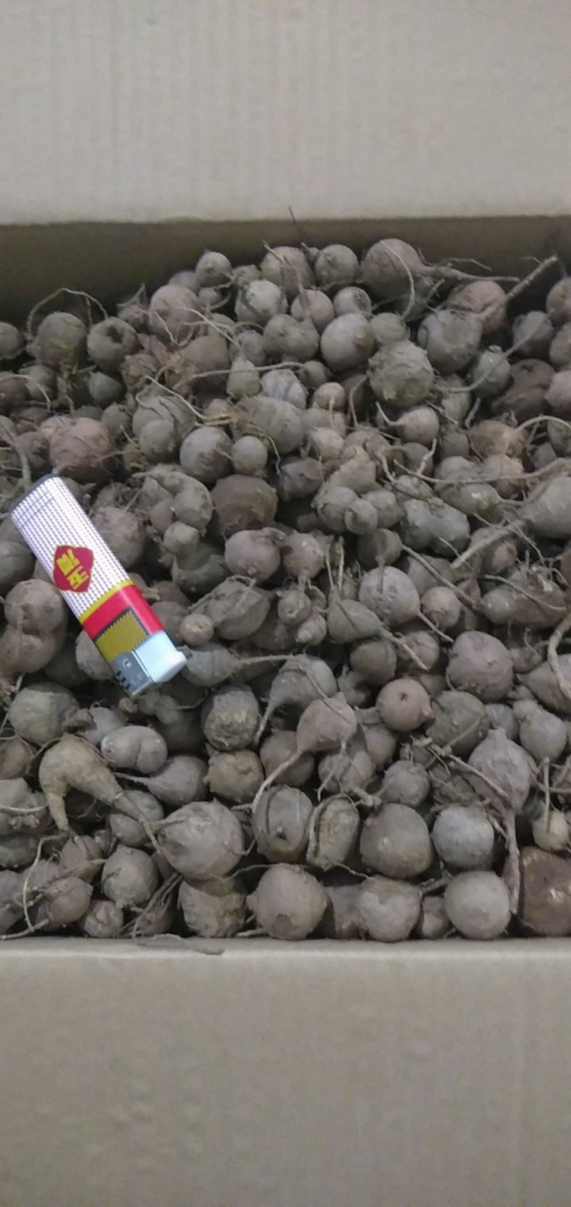 各种药才都有新鲜鸡头薯，和见血清都有懂的得老板看过来